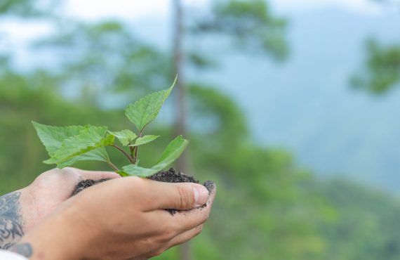 hands of trees growing seedlings.